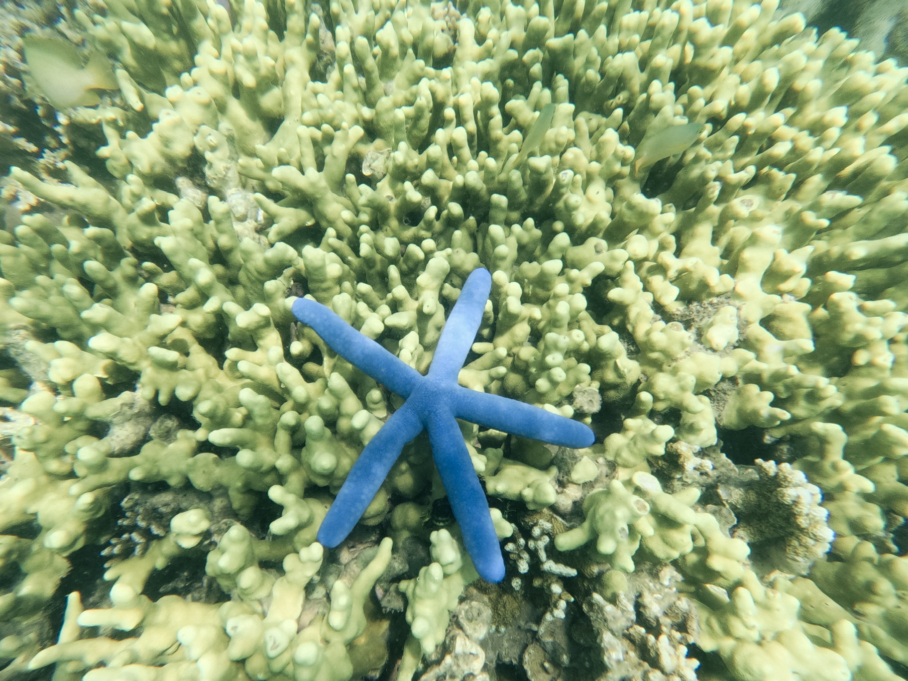Blue starfish on a coral reef in the Secret Gilis, Lombok, Indonesia.