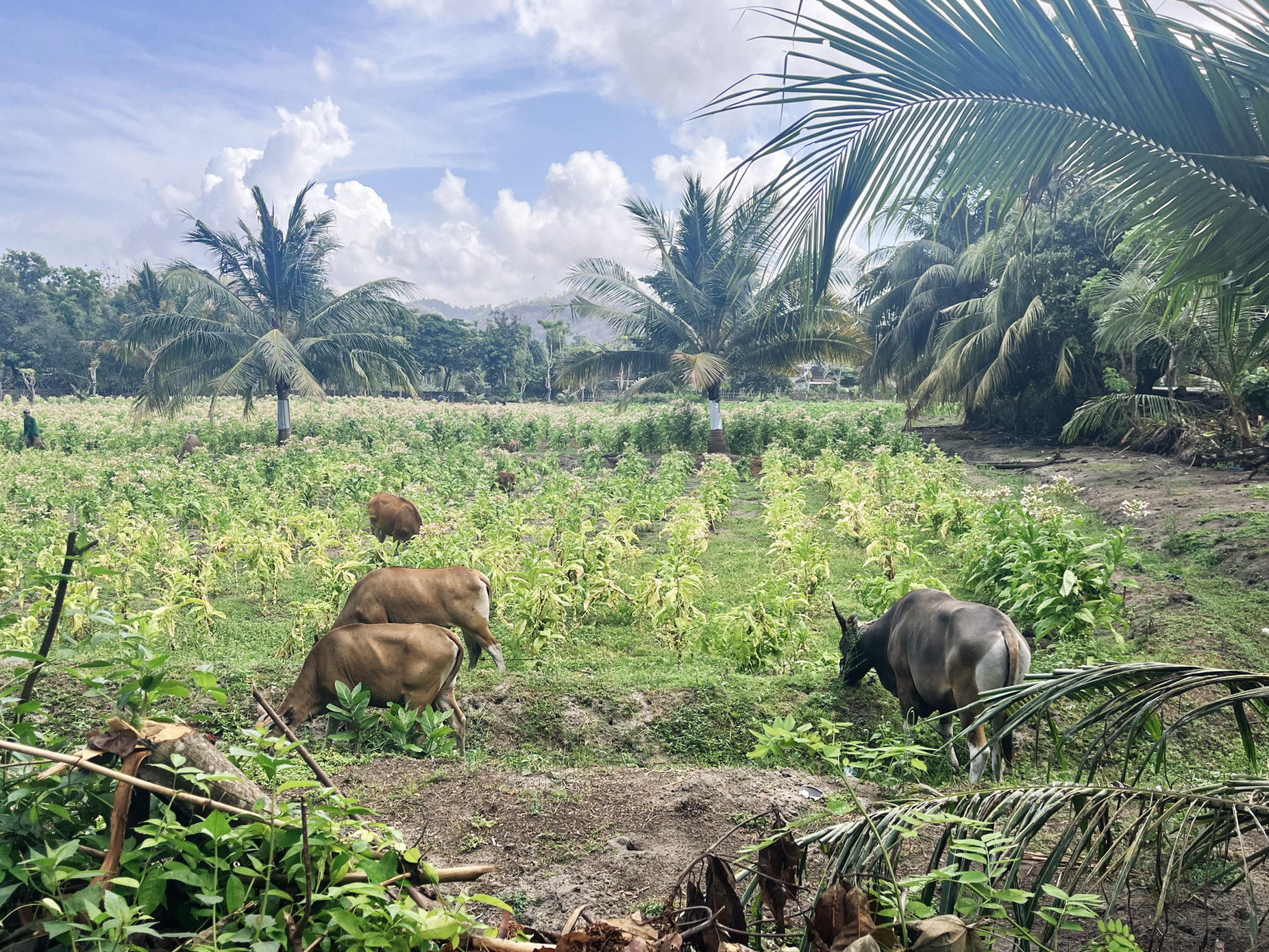 Water buffalos grazing in a tobacco field, Lombok, Indonesia.