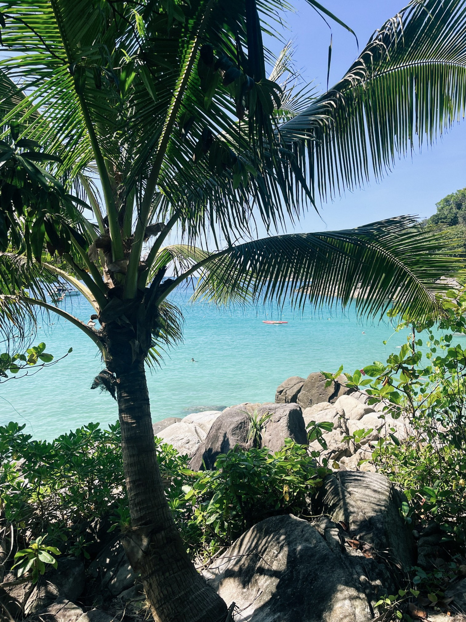 Palm tree at Freedom Beach, Phuket, Thailand.